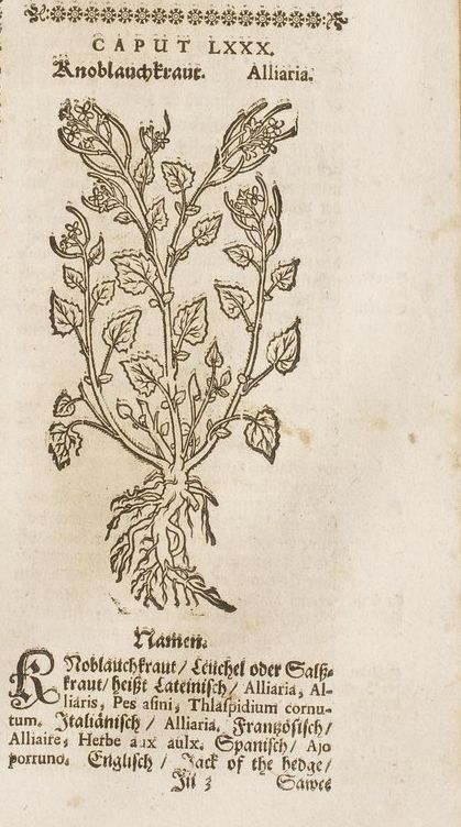 zwinger_theatrum_1690_0453_800px-1